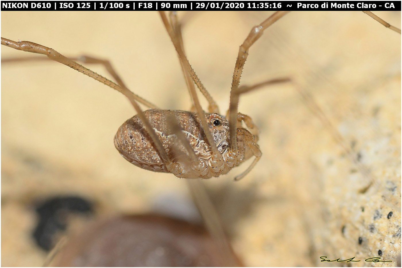 Phalangium targionii - Phalangiidae